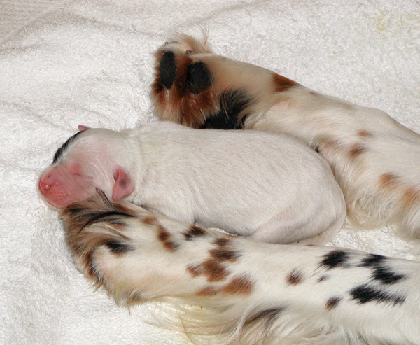 Female Pup
