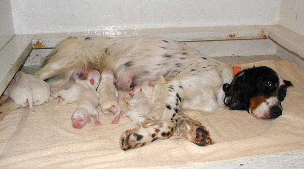 Paint and Pups