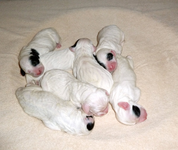 Pepper x Heath Pups