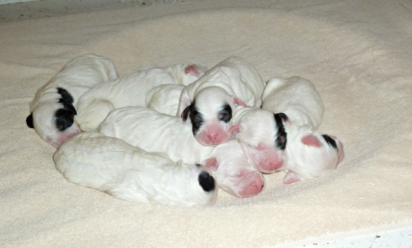 Pepper x Heath Pups