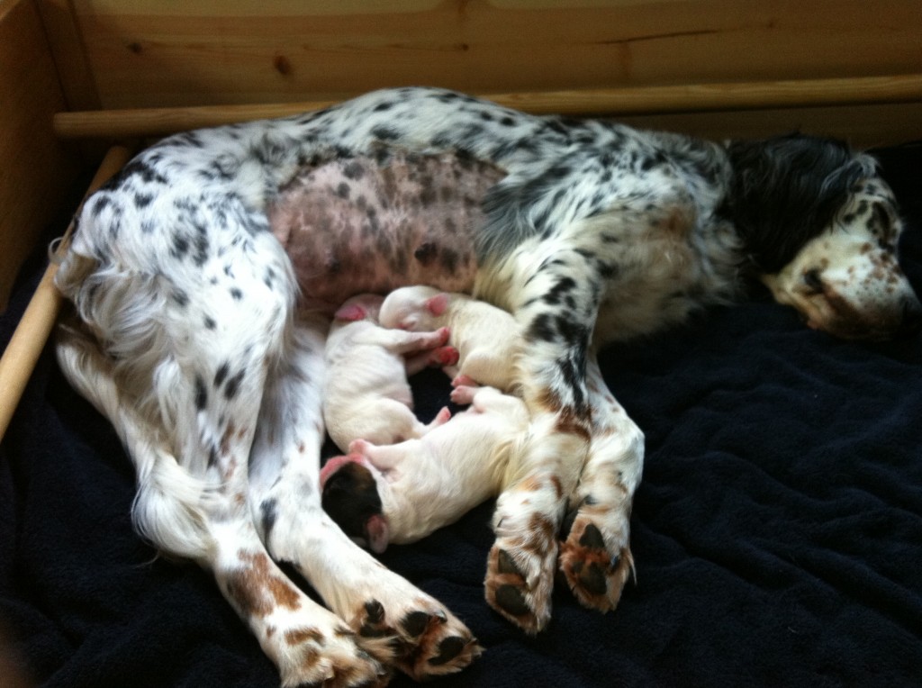 Blair and Pups 2