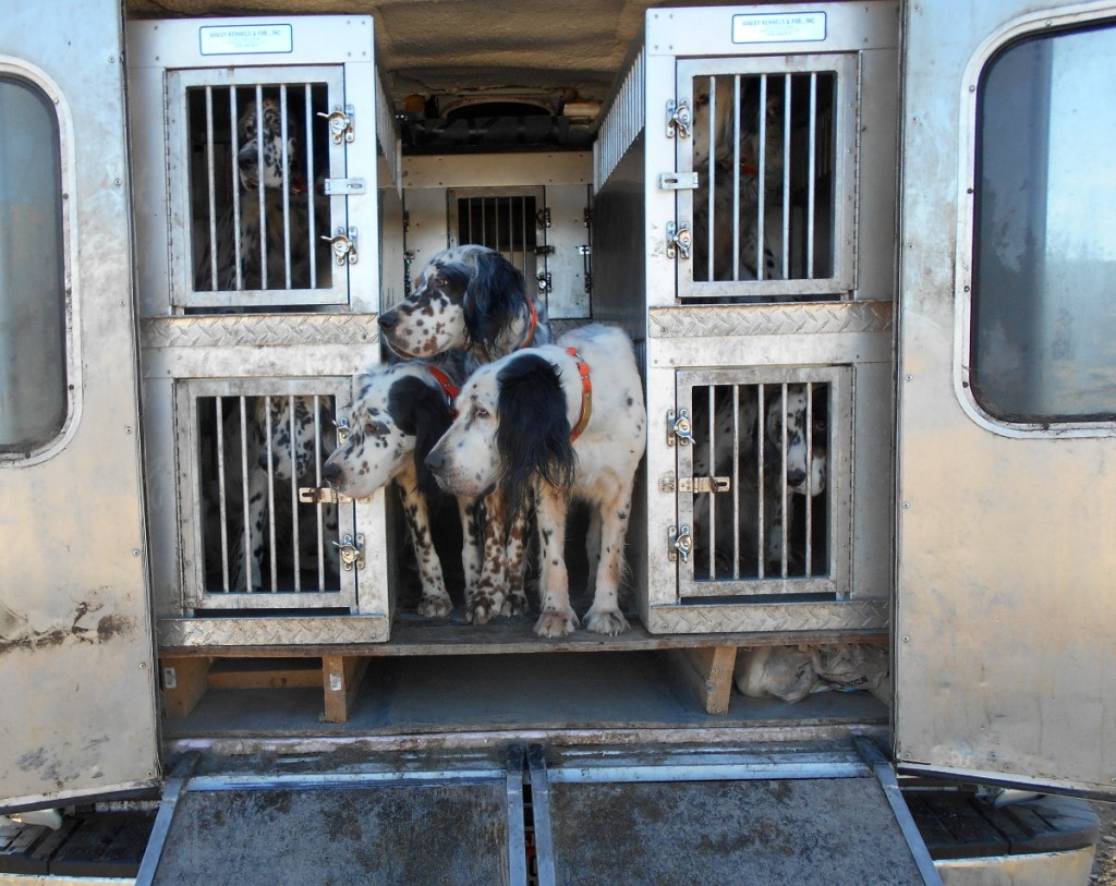 dogs in truck