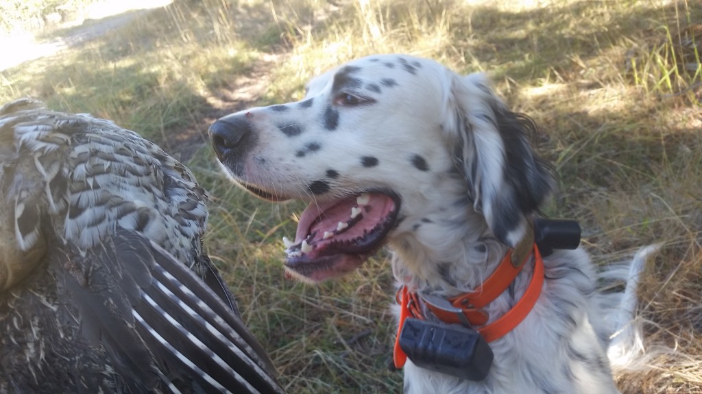 Prince's first Ruffed grouse