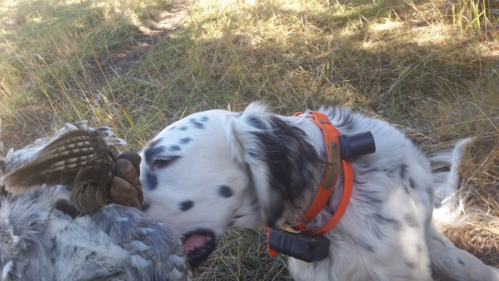 Prince's first grouse