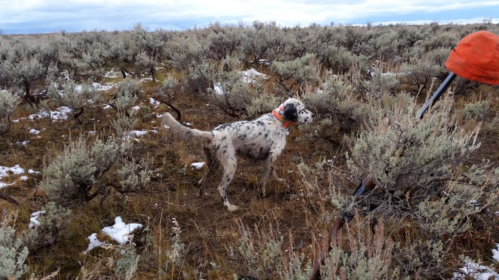 Prince Pointing Dead Sage Grouse