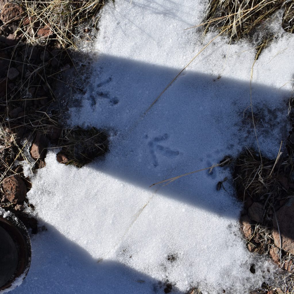 Chukar Tracks