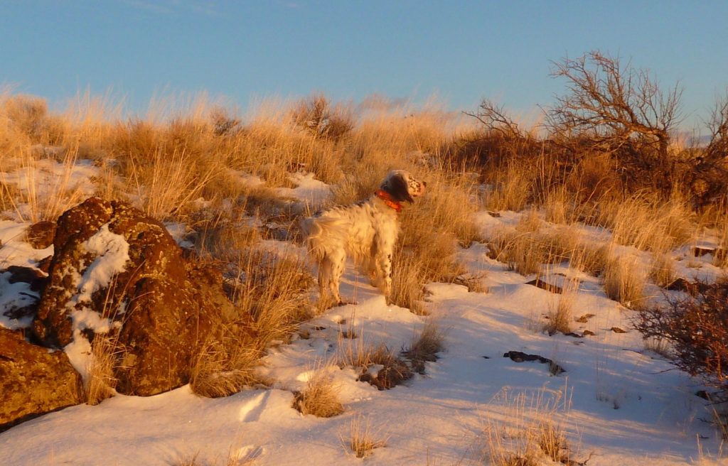 Coulter At Sunset