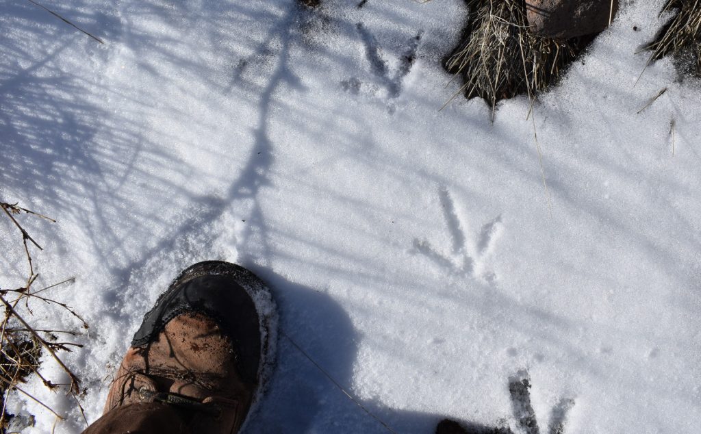 Sage Grouse Tracks