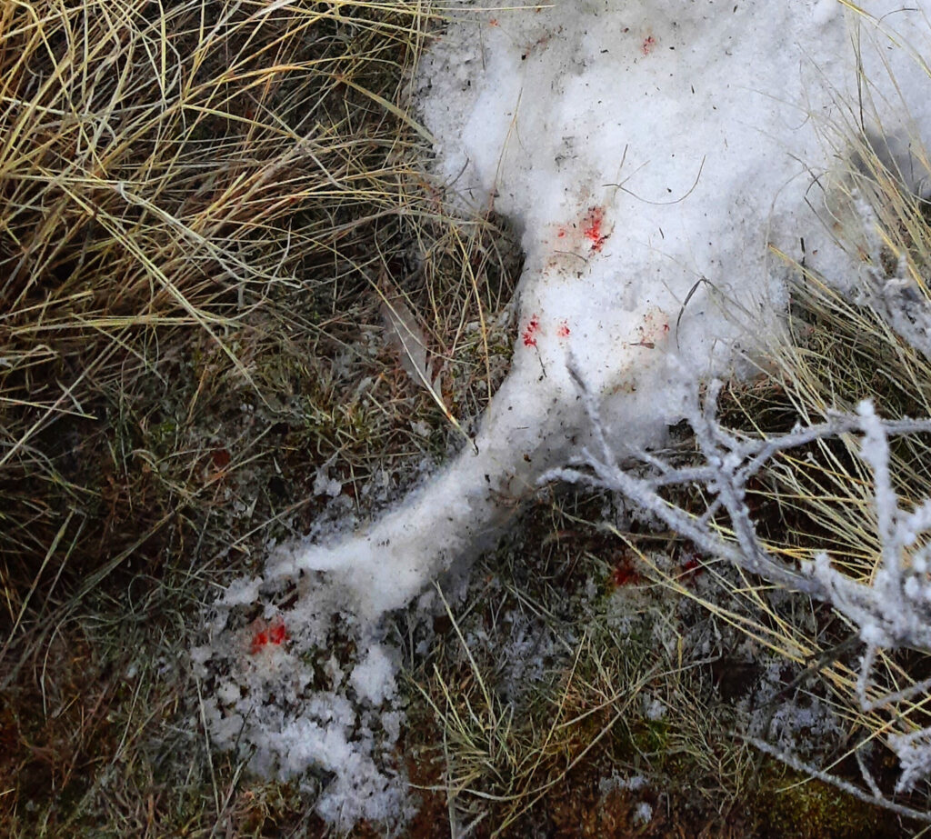 Bloody Foot Prints