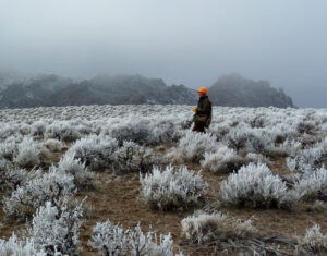 Foggy Hunt