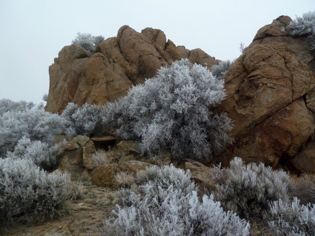 Hoar Frost